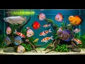 🌊 4K Aquarium Relaxation | Water Sounds Therapy untuk Deep Calm, Sleep \u0026 Mind Reset