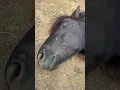 Download Lagu Thyra says it's too early😴 #shorts #horse #farming
