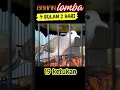 Download Lagu perkutut bangkok BAHAN LOMBA SUPER tengah banyak ujung PANJANG AJO-2328 HORNET