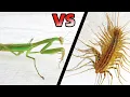 Download Lagu 中華大刀螳螂 VS 蚰蜒，結果會怎樣？Mantis VS House Centipede