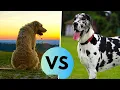 Irish Wolfhound vs Great Dane - Comparison