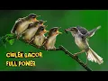 Download Lagu Ciblek gacor