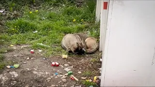 This Stray Dog Was Slowly Losing Hope Out There Alone