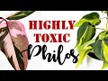 The Dark Side of 6 Stunning Philodendron Varieties Philodendron Highly Toxic Philodendron