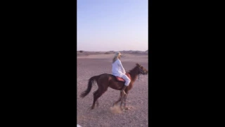 ابشر بعزك حاجتك مقضية دندنها