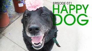 The Secret to a Happy Dog – Van Life 071