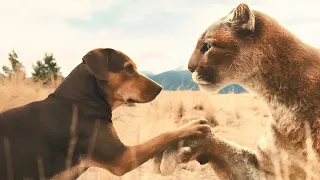 فهد بينقذ كلب فى الغابه قبل ما الذئاب كانت هتقـ تـله وبيساعده يرجع لصاحبه الى عايش ف المدينه 