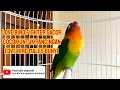 Download Lagu LOVE BIRD FIGHTER!! COCOK UNTUK PANCINGAN LOVE BIRD MALES BUNYI.