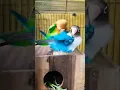 Download Lagu Love birds meeting #youtubeshorts #shorts #budgiesparrots