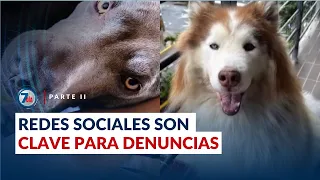 Videos y denuncias de maltrato animal: guarderías y fundaciones bajo investigación | PARTE II