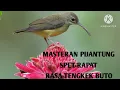 Download Lagu MASTERAN MURAI BATU TERSADIS #muraibatu #pijantung #masteranburung