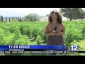 State s to begin testing hemp in southern Oregon for illegal marijuana