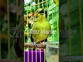 Download Lagu Pancingan Sirtu Cipoh Betina Merangsang Sirtu Jantan Jadi Gacor?