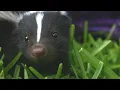 Download Lagu 12 redenen waarom je NOOIT een stinkdier moet hebben! 😱🦨