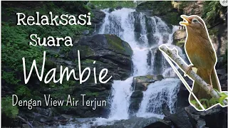 Download Relaksasi Burung Wambi - View Air Terjun Indah - Bird Nature Sound Relaxing MP3