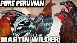 Best PURE PERUVIAN Martin Wilder
