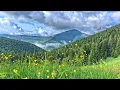 Download Lagu 4K | Landschap van bloeiende bergen. Ontspannende geluiden van de natuur. Vogels en krekels zingen.