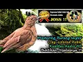 Download Lagu Masteran Burung Luar Negeri Suara Unik Jos HD AUDIO - Clay-colored Robin (Turdus grayi)