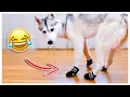 HUSKY Tries on Dog Booties for the First Time She s not happy about it