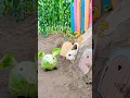 Download Lagu The cute little rabbit is seeing the little pig cabbage. #kelinci #rabbit #bunny