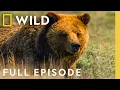 Download Lagu Grizzlybeer zomer | Wild Yellowstone | Nat Geo Animals