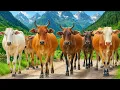 Lagu Mengiring Sapi Lembu  Menuju Ke Kandang Peternakan Hewan Ternak sapi - Suara sapi moo
