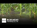 What Friday s rain means for drought conditions across Minnesota