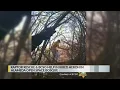 BCSO Raptor Rescue help injured heron