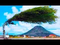 Download Lagu 20 Most Amazing Trees In The World
