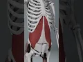 transversus abdominis abdominal breathing