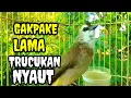 Lagu Pancingan suara burung trucukan gacor memanggil lawan ini trucuk betina memanggil jantan