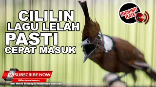  cililin gacor lagu lelah enak buat masteran pasti cepat masuk 