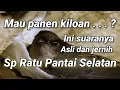 Download Lagu Sp Ratu Pantai Selatan, suara panggil walet birahi asli plus jernih