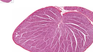 Histologia do Testículo e do Epidídimo
