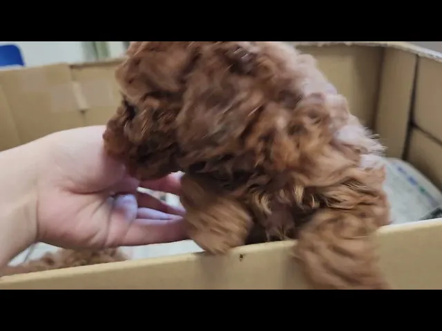 動画