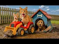 Download Lagu Anak Anjing Bantu Induk Kucing Setelah Jatuh di Peternakan dan Bergabung dalam Makan Malam Ucapan...