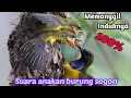 Download Lagu PIKAT BURUNG SOGON ANAKAN MEMANGGIL INDUKANNYA SUARA JERNIH