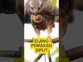 Elang Pemaka Siput 🦅🐌 #elang #siput #shorts