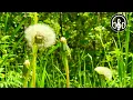 Download Lagu Birdsong on the edge of the summer forest. Relaxing videos for relaxation and sleep.