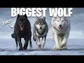 Top 20 Largest Wolf Species In The World Full Documentary