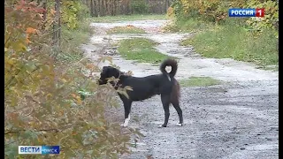Омич устроил собачий питомник на своём дачном участке
