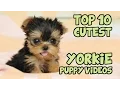 TOP 10 CUTEST YORKIE PUPPIES OF ALL TIME