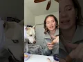 Download Lagu Yuki is clearly not over his ex girlfriend lmao #dog #dogshorts #dogmom #doglover #makeup #grwm