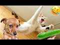Download Lagu ULTIMATE Cat and Dog Videos 2025  | FUNNIEST Pets
