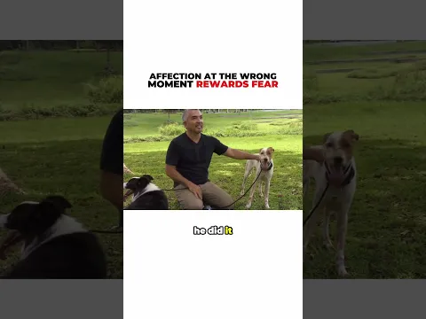When to Give Your Dog Affection
