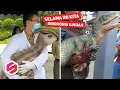 Lagu Katanya Sudah Punah, Penampakan Dinosaurus Ini Bikin Gempar Orang-orang..