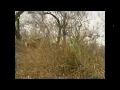 Lion Hunt