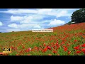 Saitama near Tokyo Poppies in the Sky 2026 Hidden Gem Poppies Chichibu Healing Nature Vlog 4K