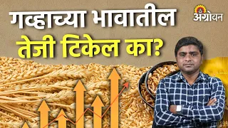 Wheat Bajarbhav: आवेकचा दबाव वाढल्यानंतर शेतकऱ्यांना काय दर मिळू शकतो?