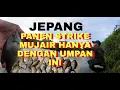 Download Lagu Luar biasa! mancing dijepang bikin ketagihan